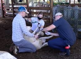 Sheep "flipped" on haunches, surrounded by three people working on it