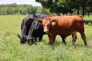 Angus Beef Cattle in Pasture