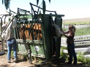 Cow being held in a chute (immobilizing cow)