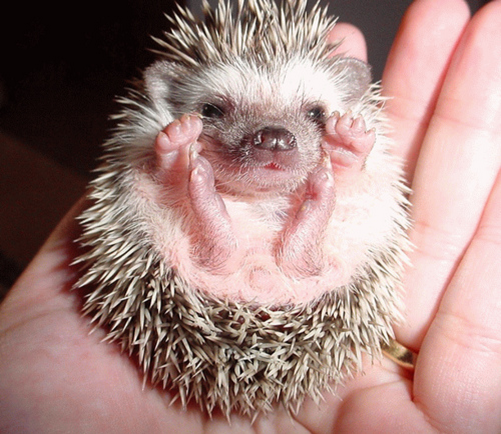 A small hedgehog curled up in someone's hand