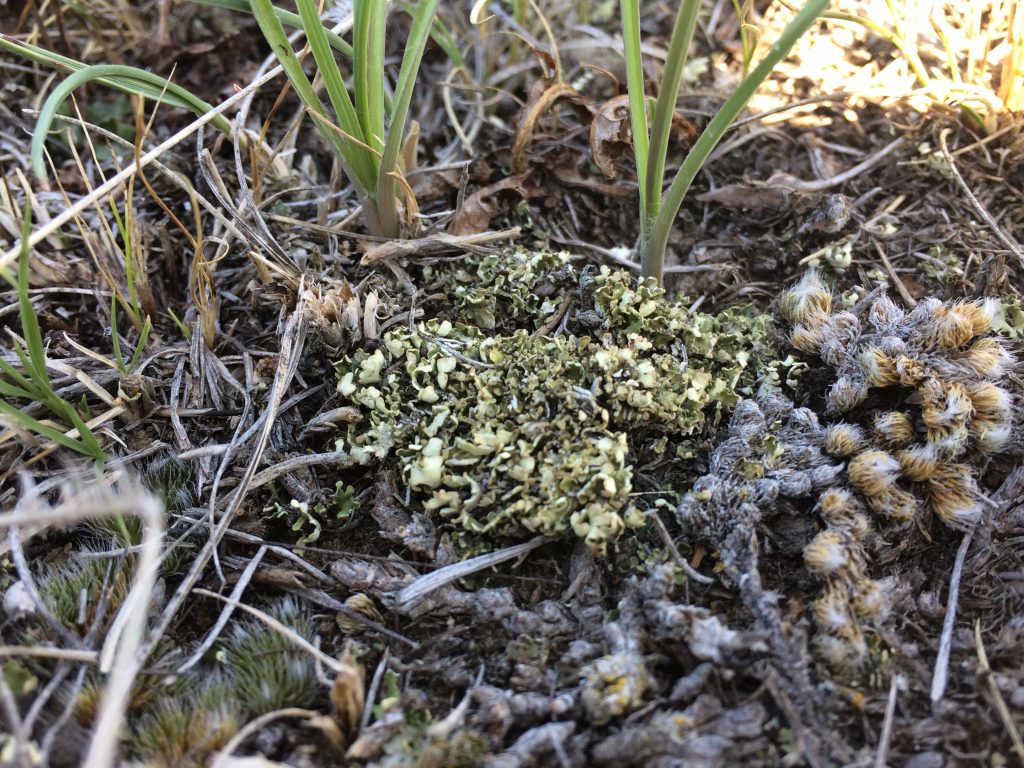 Cladonia robbinsii