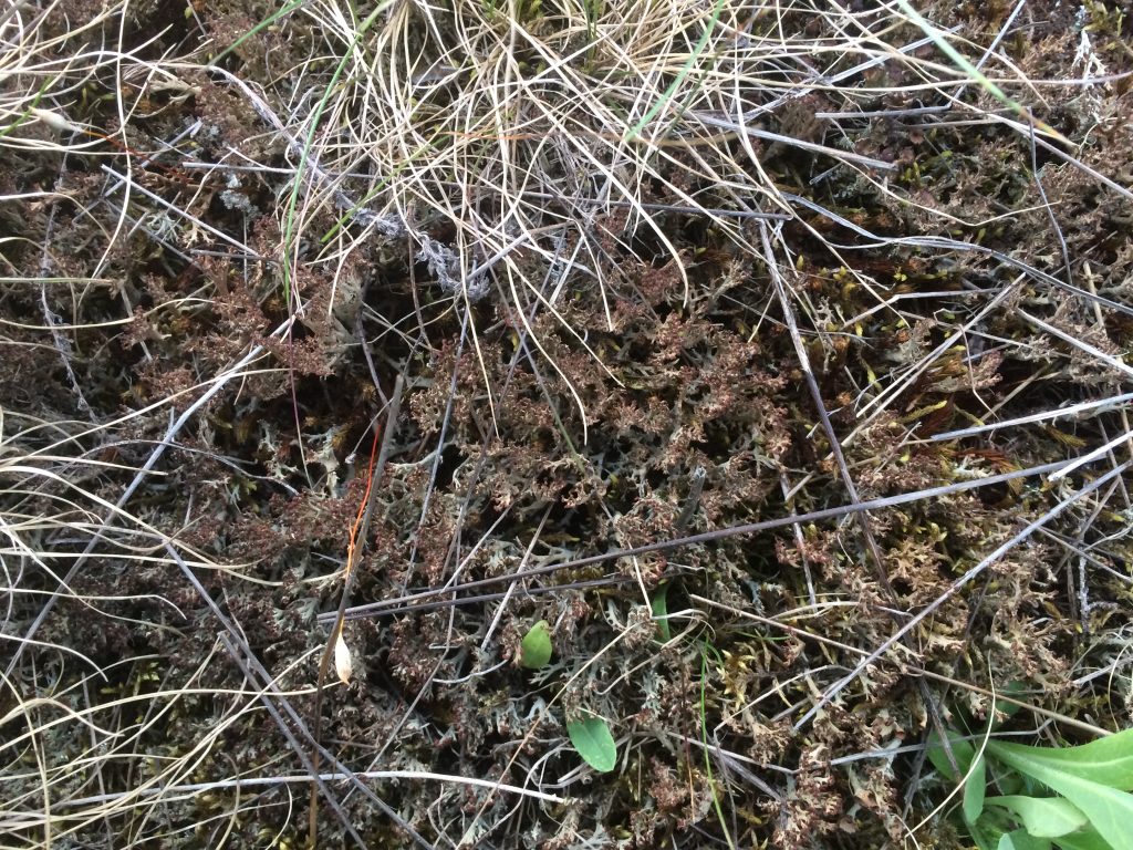 Cladonia multiformis