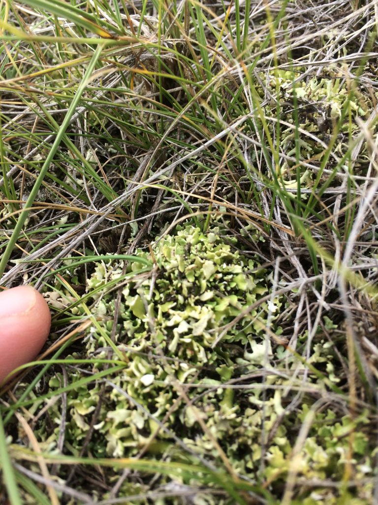 Cladonia robbinsii
