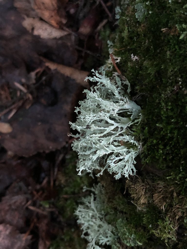Ramalina pollinaria