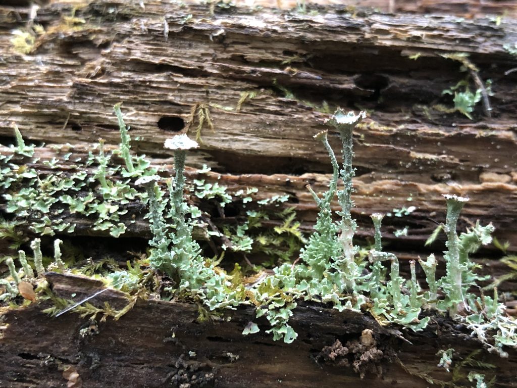 Cladonia gracilis subsp. turbinata
