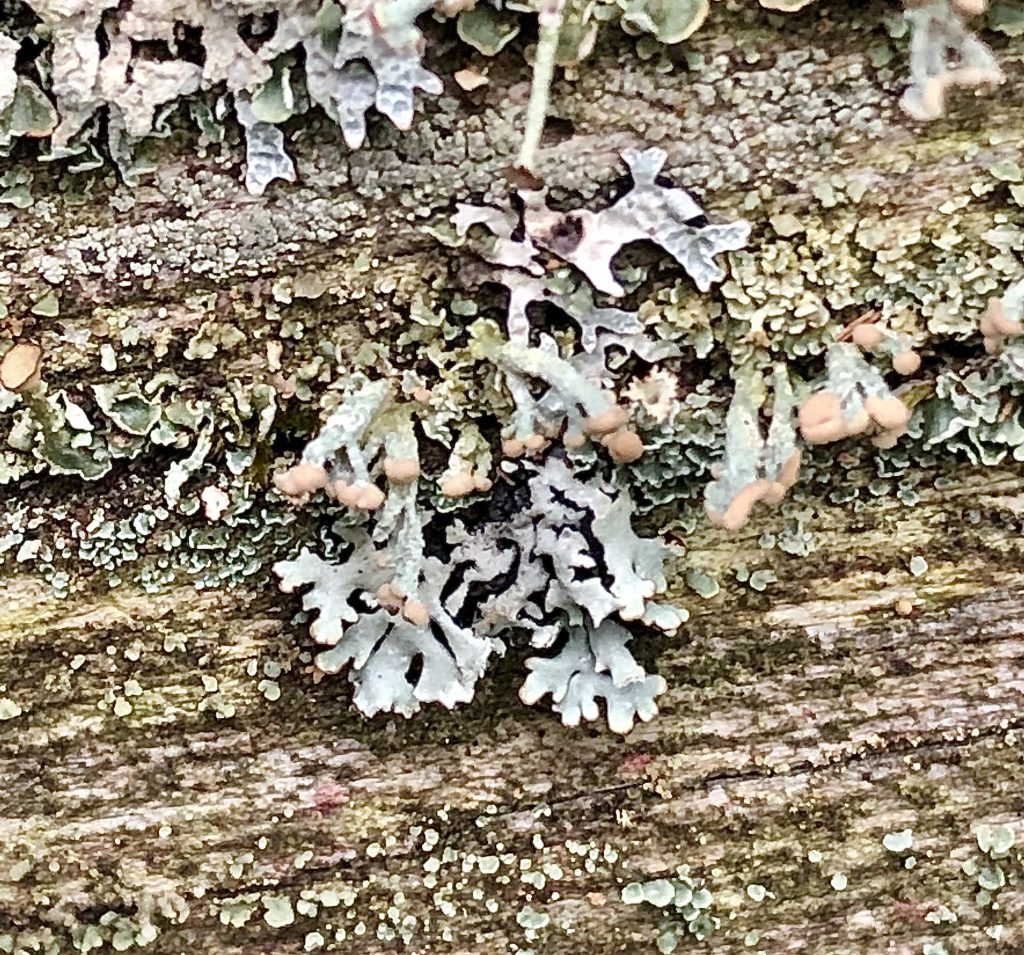 Cladonia botrytes