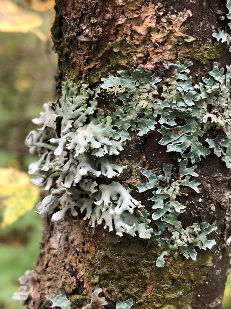Hypogymnia physodes with Parmelia sulcata, Melanelixia subaurifera
