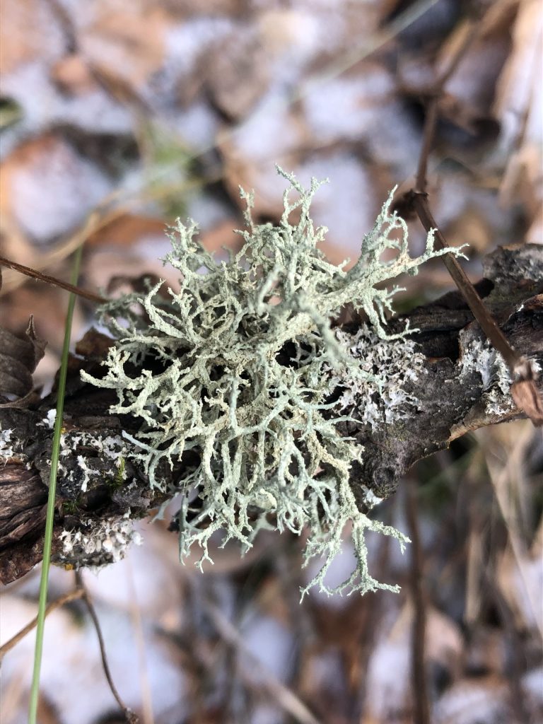 Evernia mesomorpha