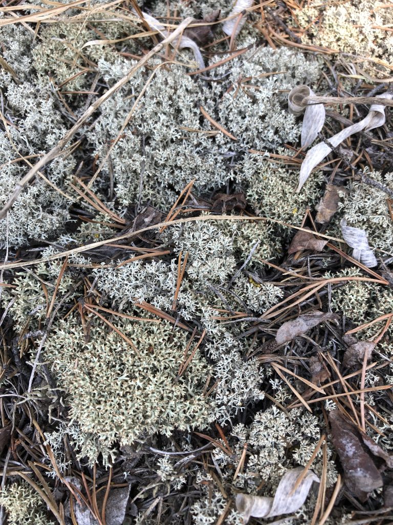 Cladonia uncialis