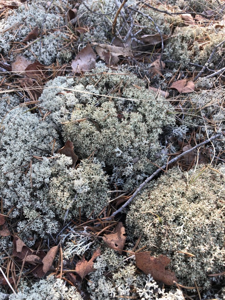 Cladonia uncialis