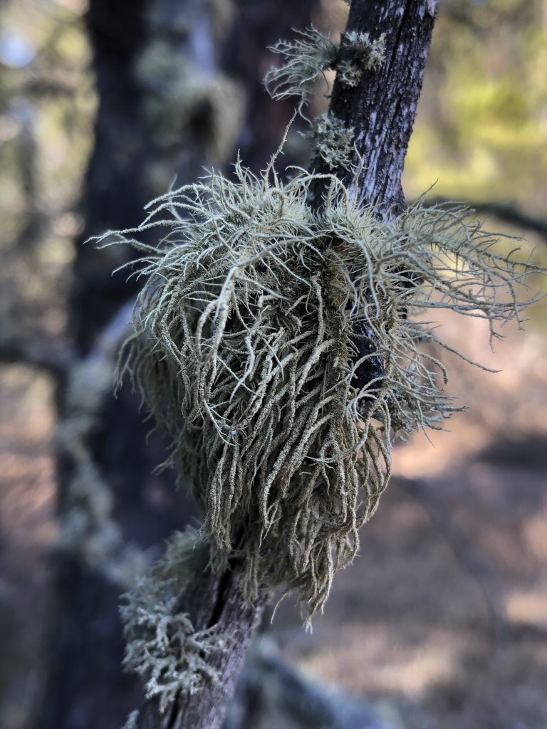 Usnea hirta