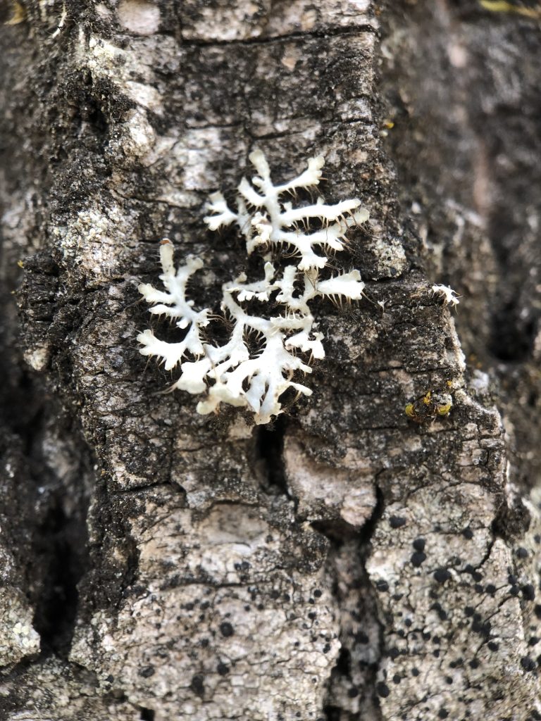 Heterodermia galactophylla