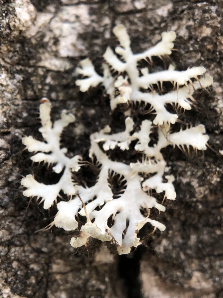 Heterodermia galactophylla