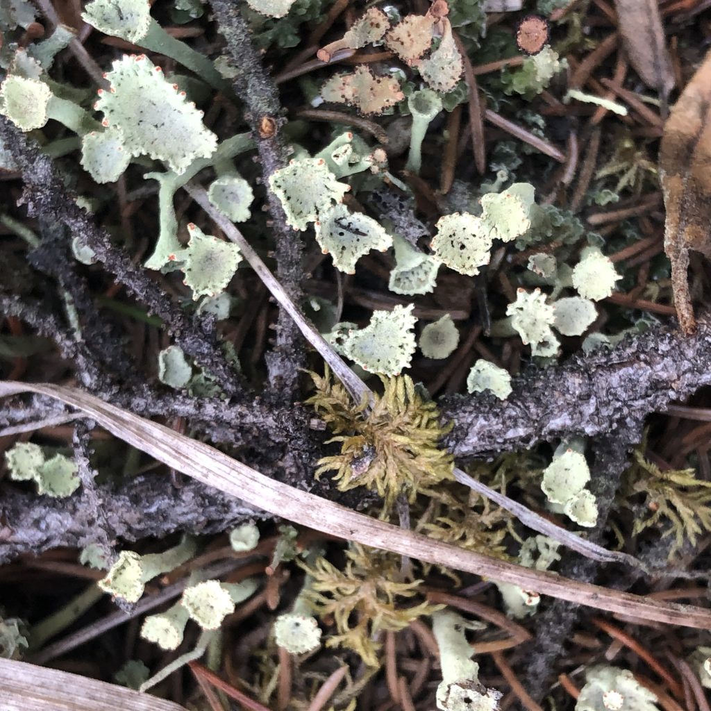 Cladonia sulphurina