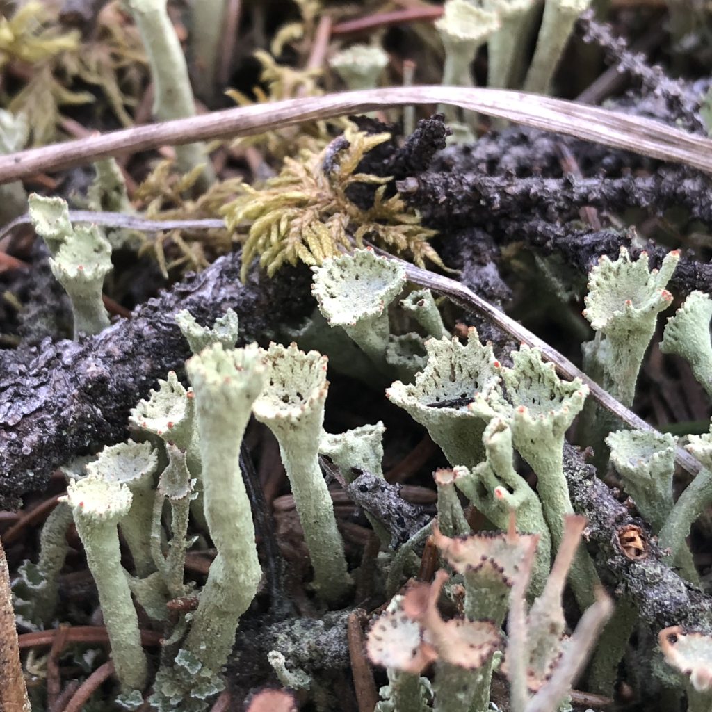 Cladonia sulphurina