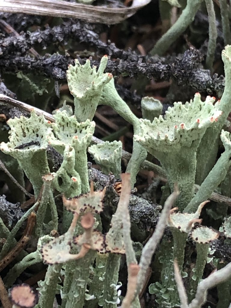 Cladonia sulphurina