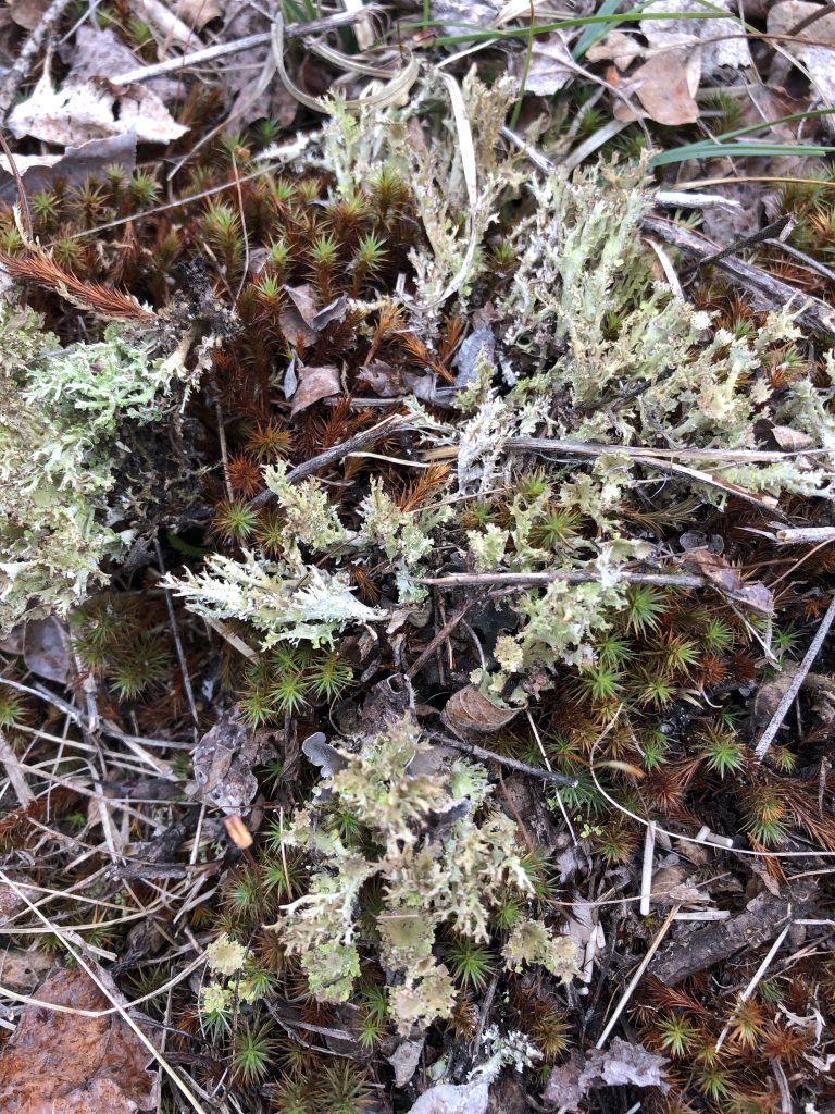 Cladonia multiformis