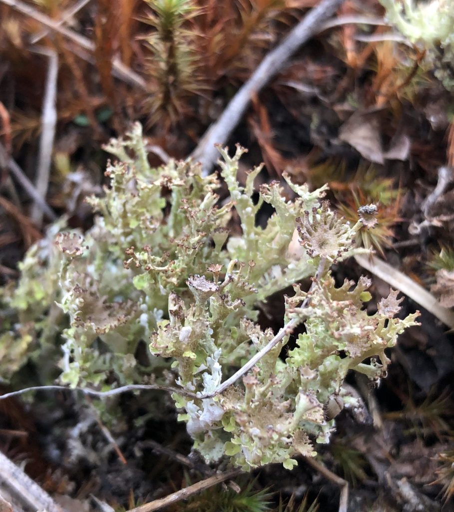 Cladonia multiformis
