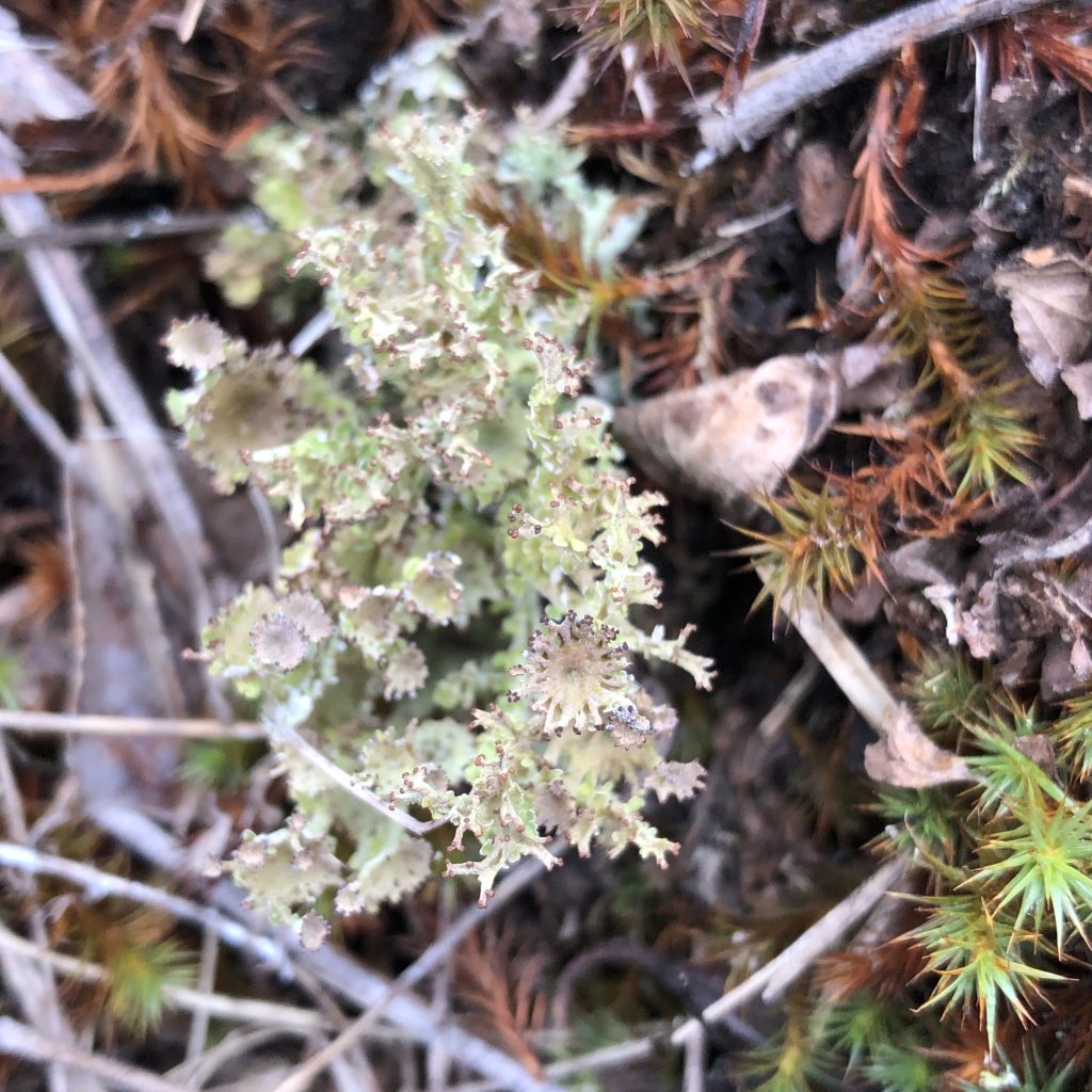 Cladonia multiformis