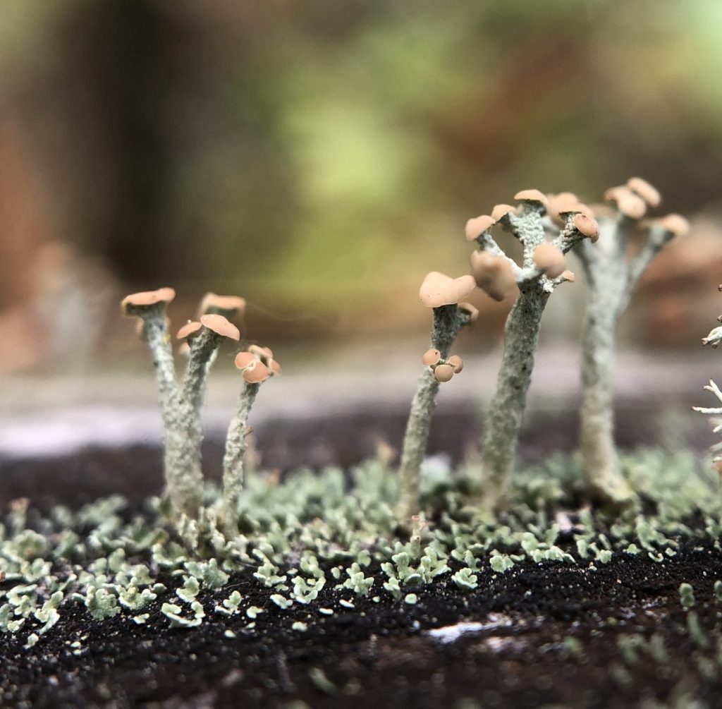 Cladonia botrytes