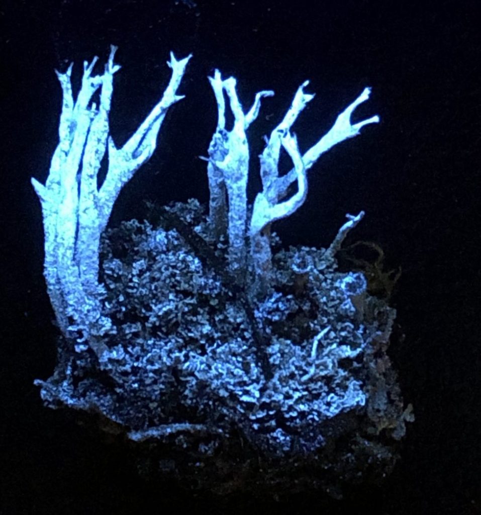 Cladonia cenotea under UV (254 nm) light