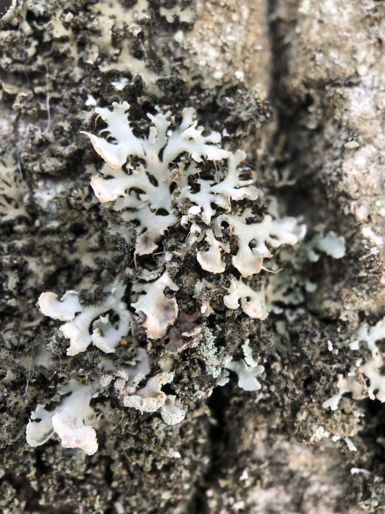 Heterodermia galactophylla