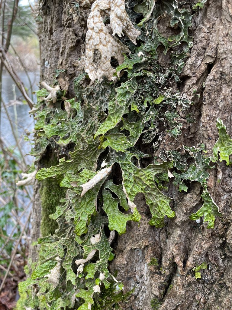 Lobaria pulmonaria