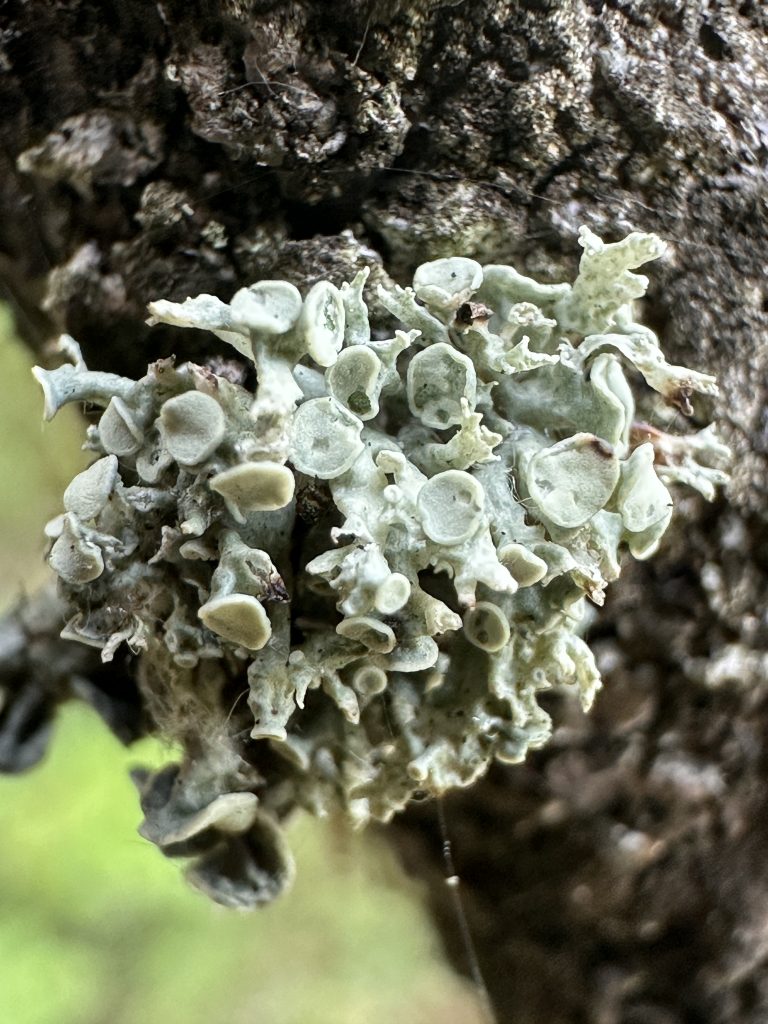 Ramalina dilacerata