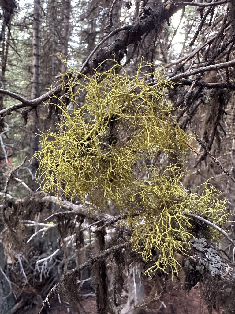 Letharia vulpina s.l.