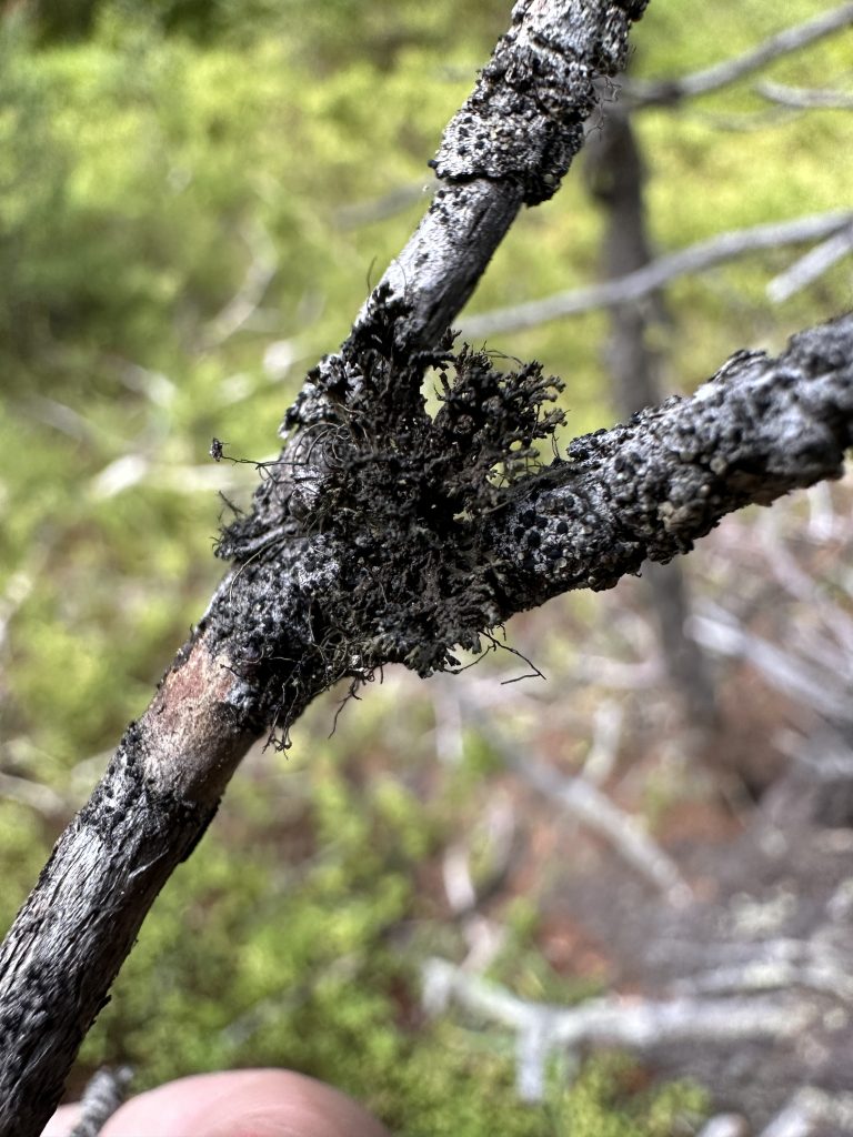 Kaernefeltia merrillii