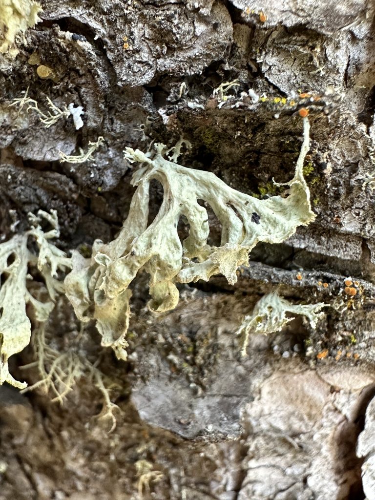 Ramalina obtusata