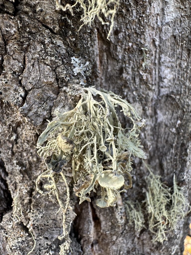 Ramalina sinensis