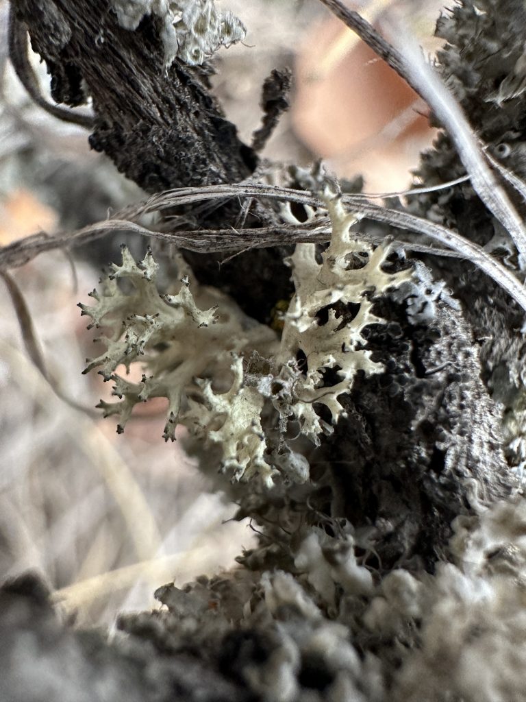 Evernia mesomorpha