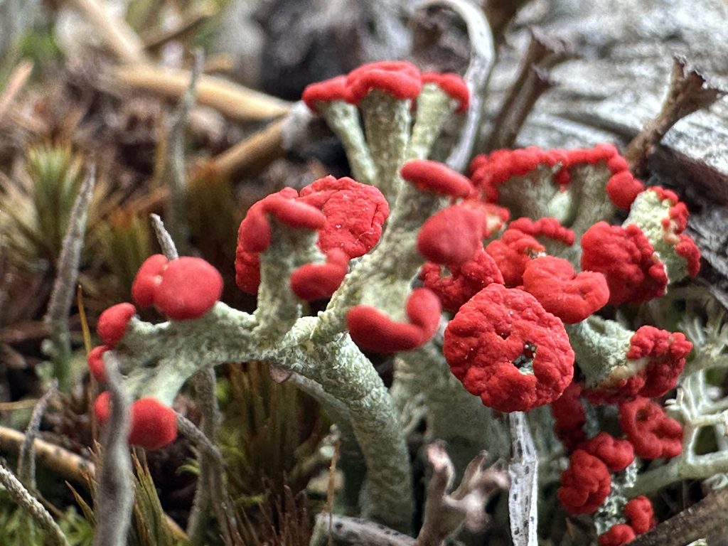 Cladonia cristatella
