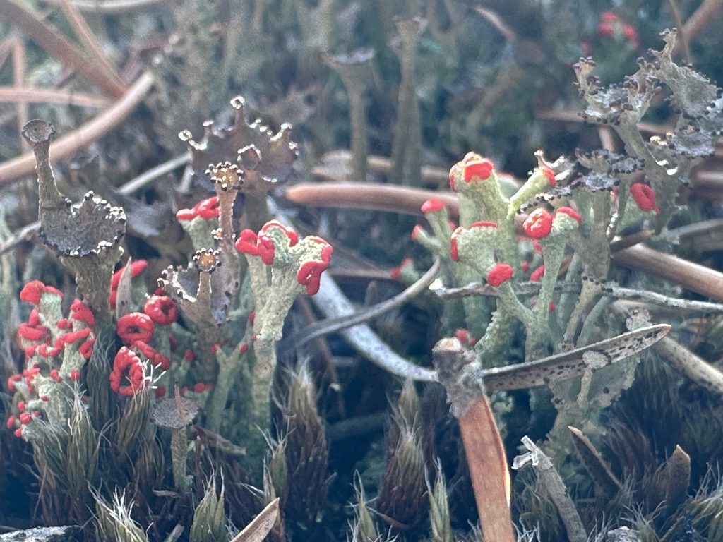 Cladonia cristatella