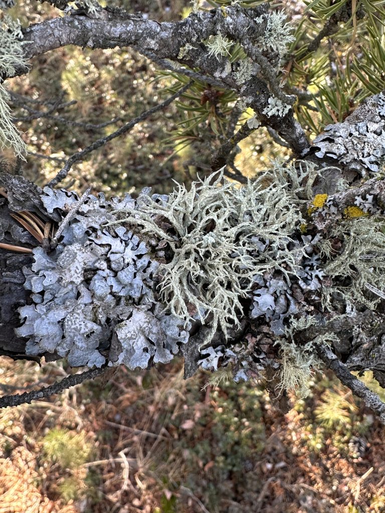Evernia mesomorpha