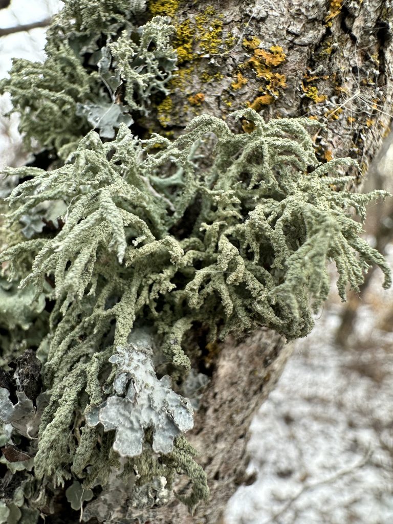 Evernia mesomorpha