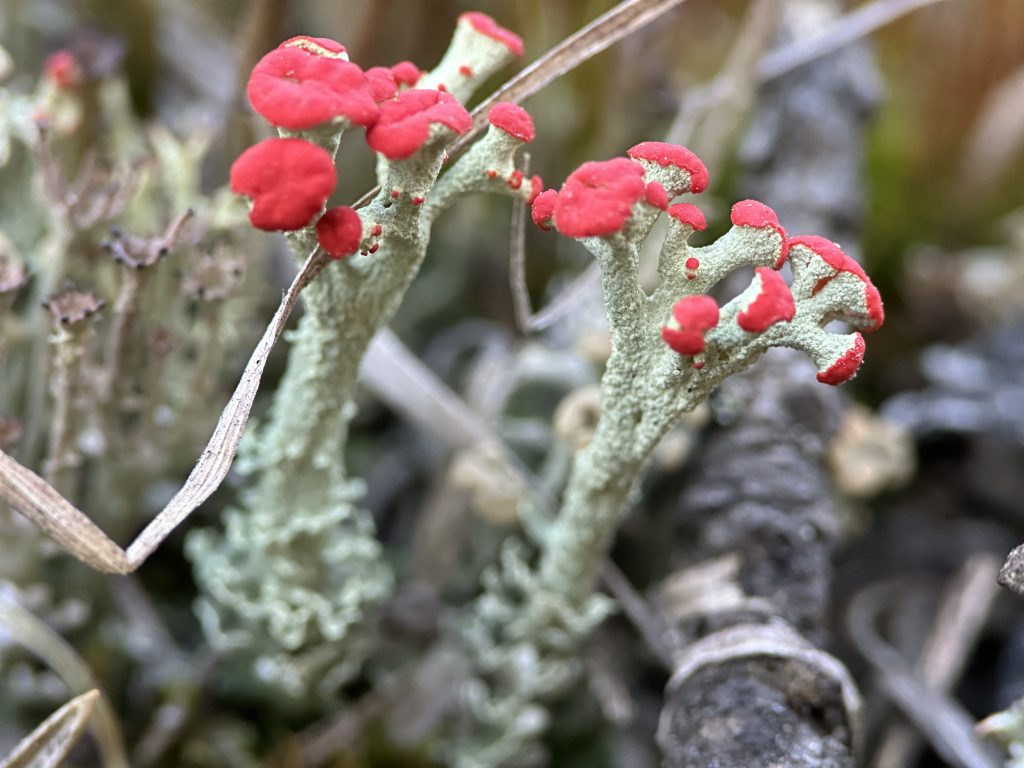 Cladonia cristatella