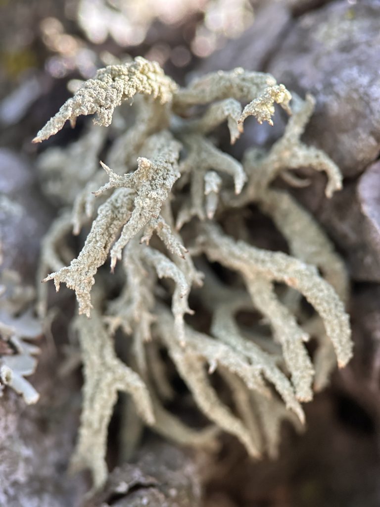 Evernia mesomorpha