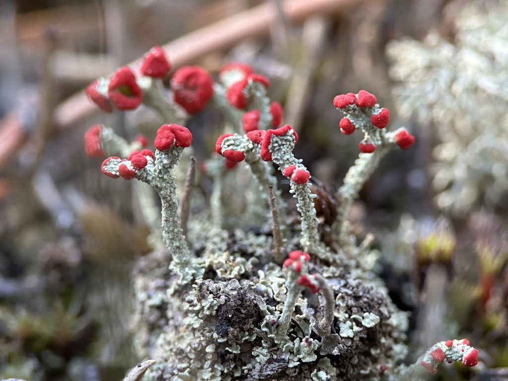 Cladonia cristatella