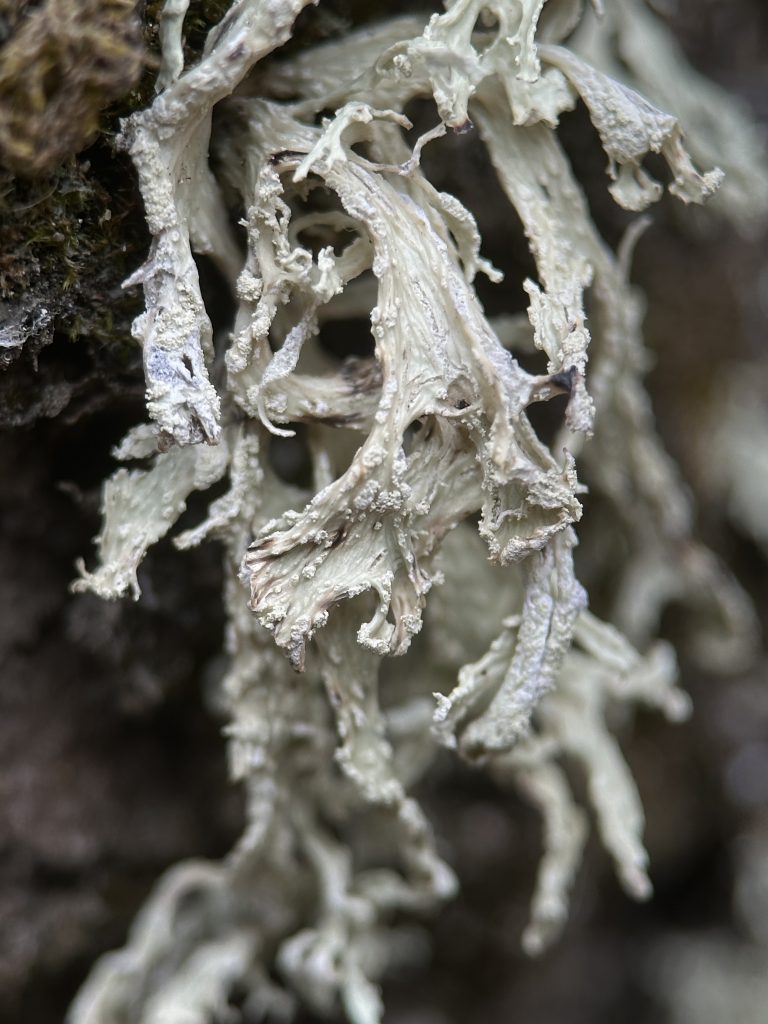 Ramalina pollinaria