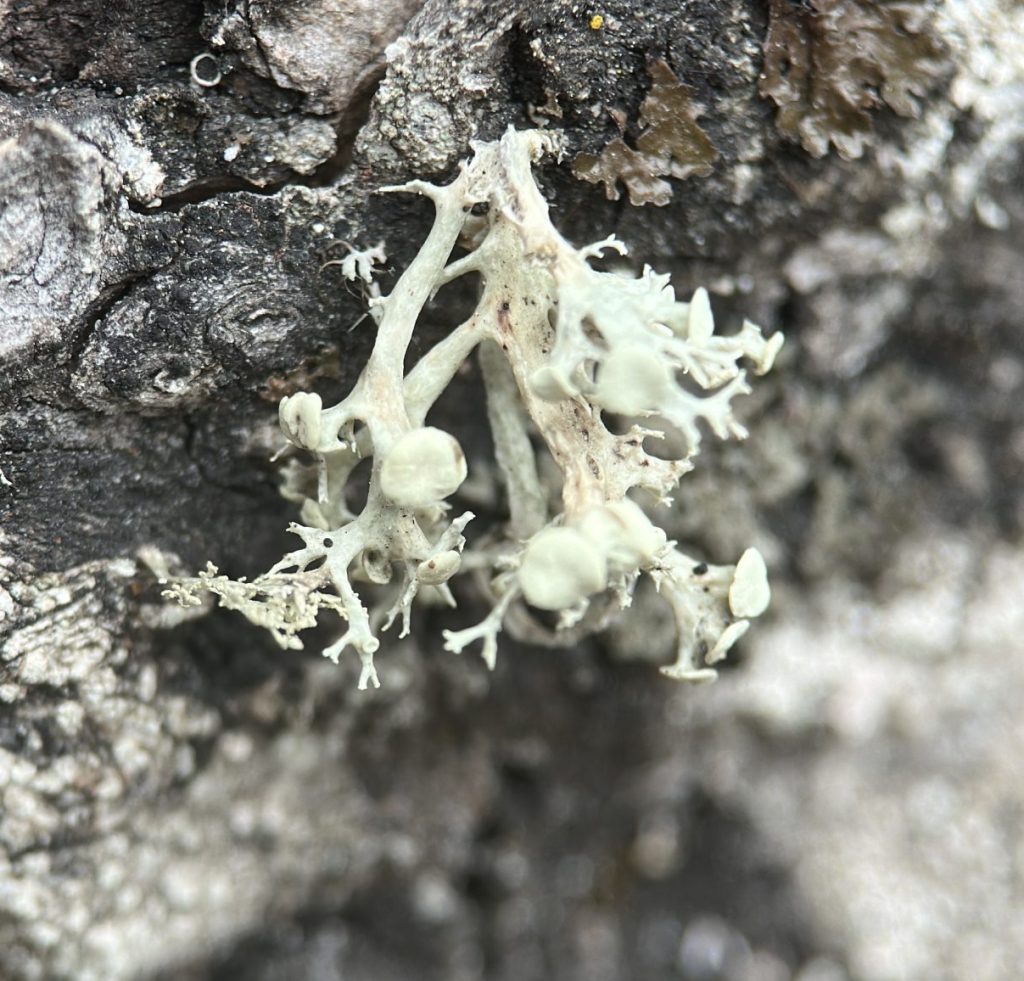 Ramalina dilacerata