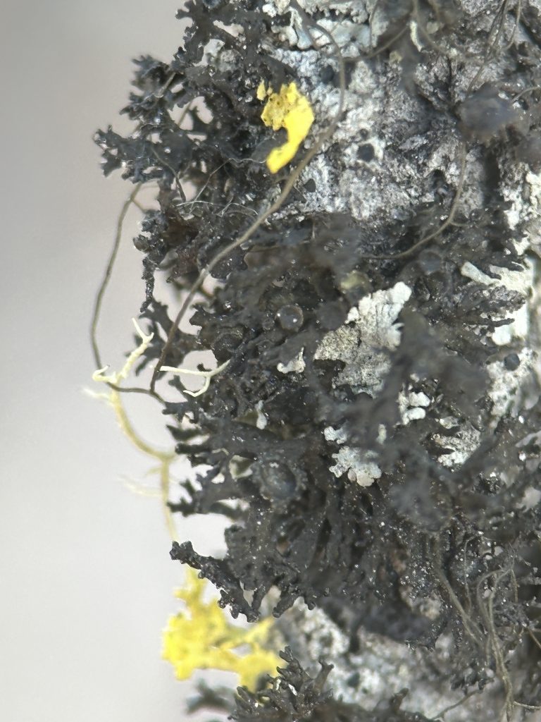 Kaernefeltia merrillii