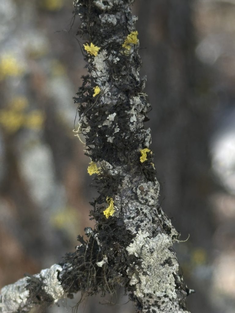 Kaernefeltia merrillii