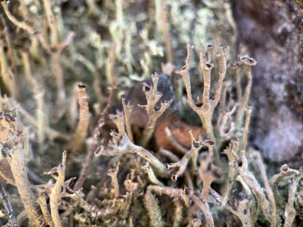 Cladonia crispata var. crispata