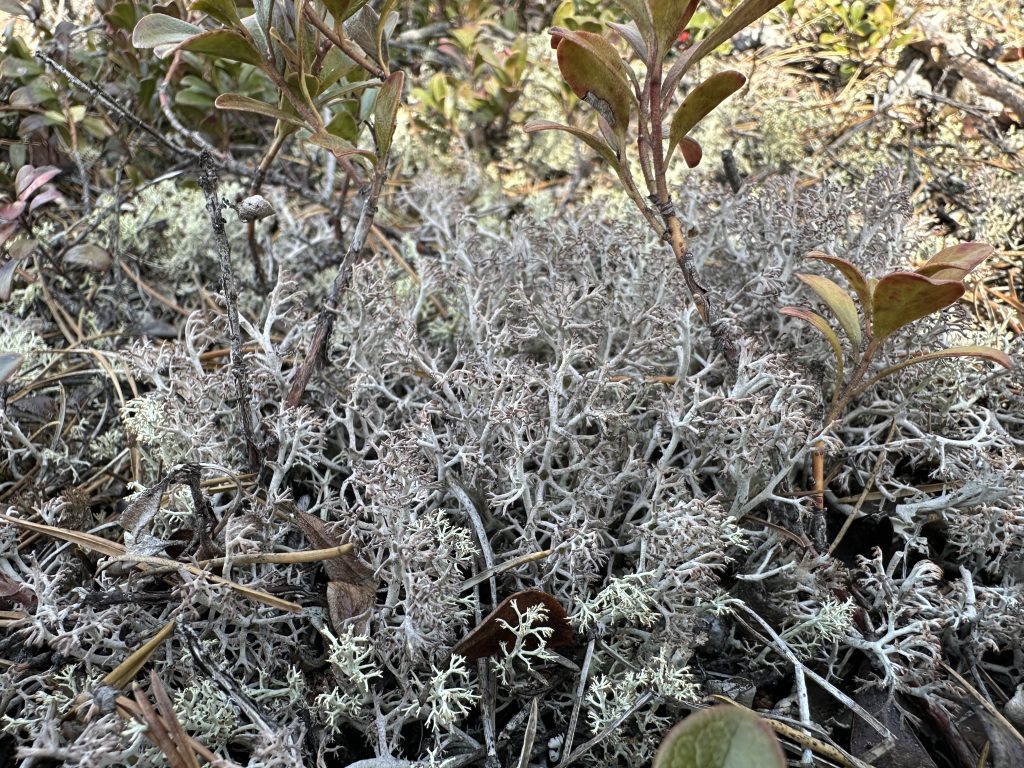 Cladonia rangiferina