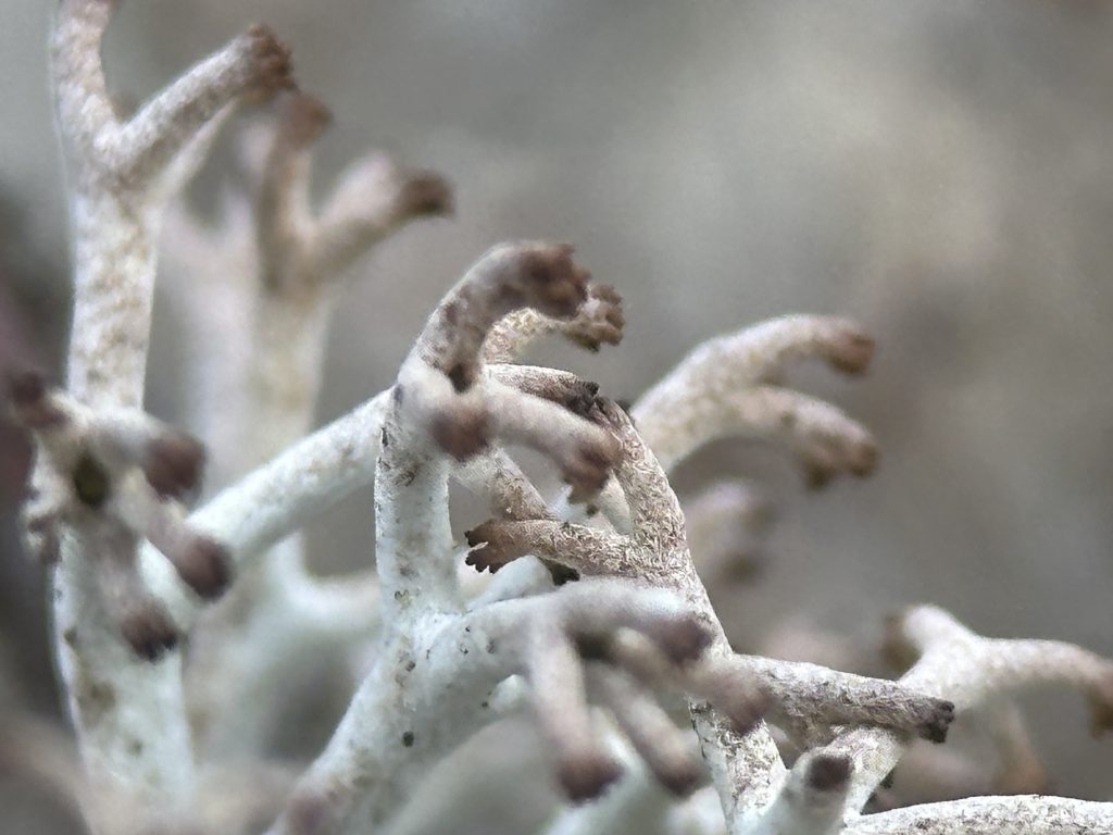 Cladonia rangiferina