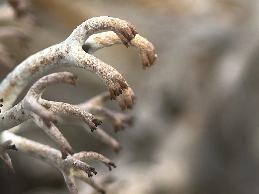 Cladonia rangiferina