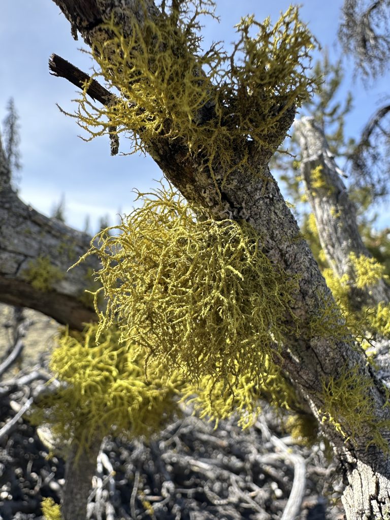 Letharia vulpina s.l.