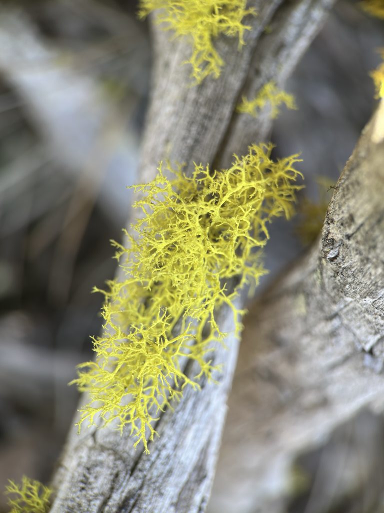 Letharia vulpina s.l.
